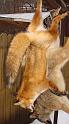 Nice Fox
